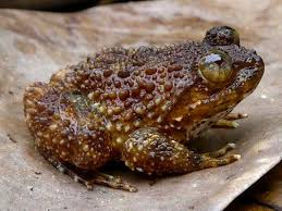 Green-brown frog with lots of warts